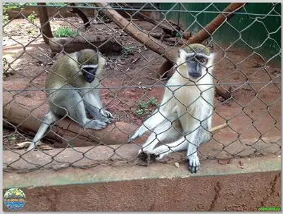 Photograph of Accra Zoo
